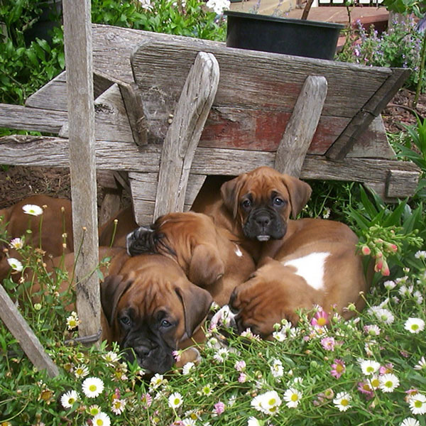 babies-garden