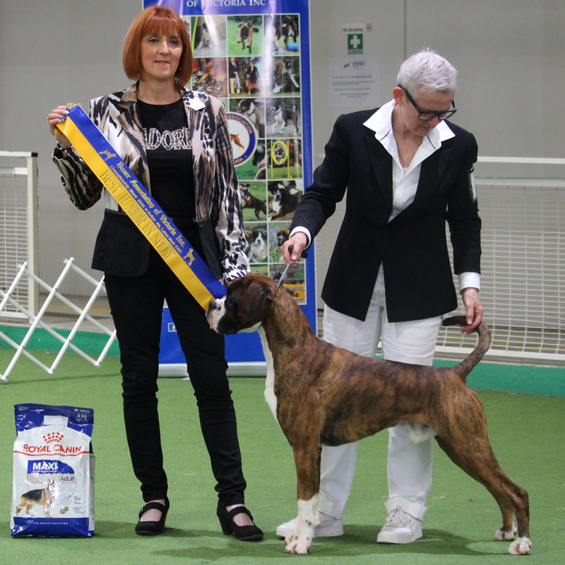 marcus-jis-baov Champion Kesdar Fifty Shades Darker at Tonmar (Marcus)