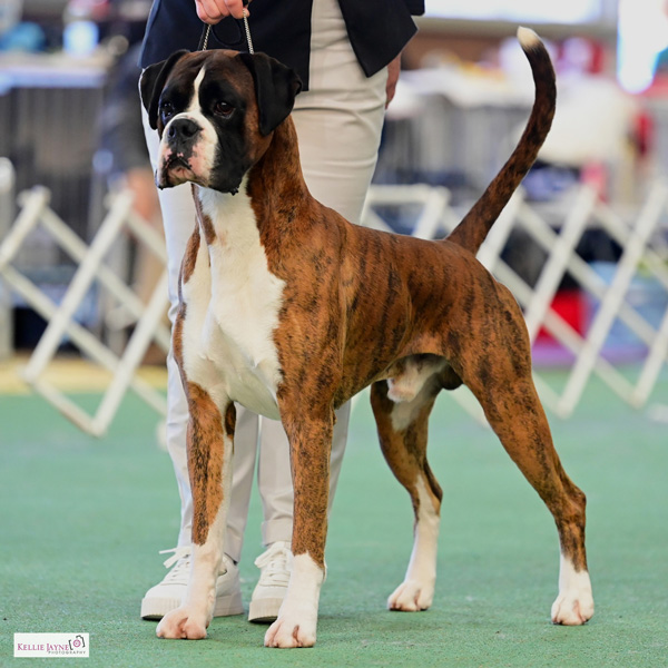 Supreme Champion Kesdar Kindred Spirit. Supreme Champion Kesdar Kindred Spirit.