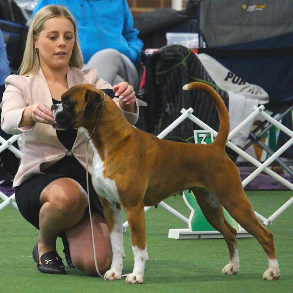 milly-1-champ-show