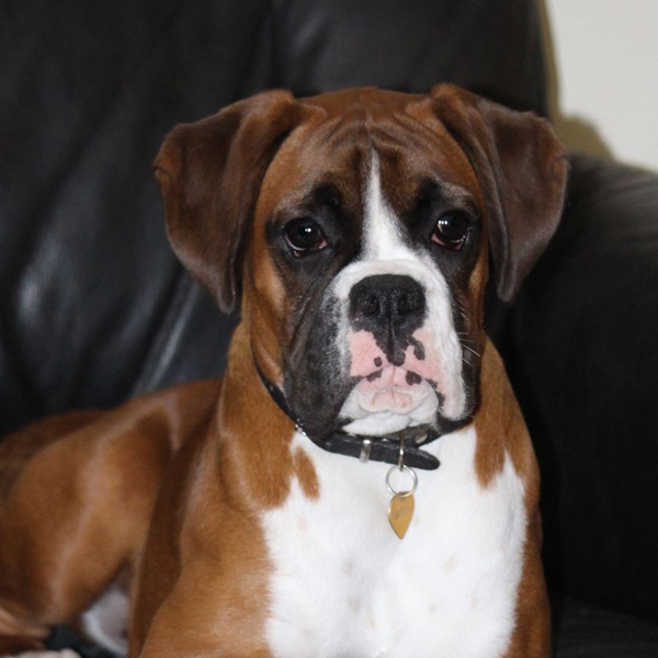 tilly-at-home