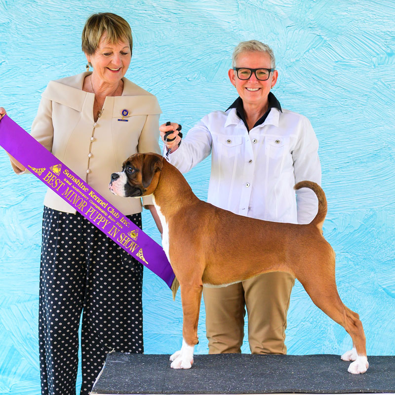 Tilly-Minor-in-Show-17-Feb-24-webpage Kesdar colour My World, Frankie