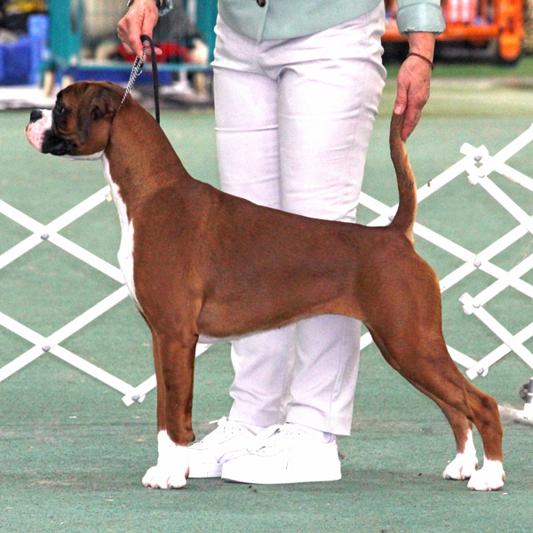 tilly-puppy-in-show-michelle-roberts