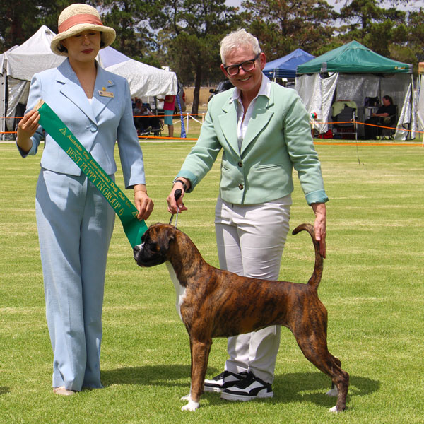 indi-puppy-in-group Indi Minor in Group at Bendigo Agi Show