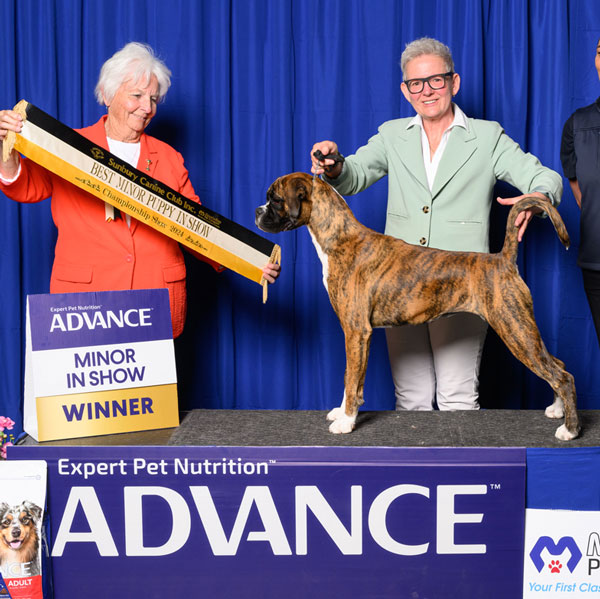 indi-minor-in-show-lilydale
