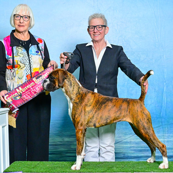 soli-puppy-in-show Kesdar colour My World, Frankie