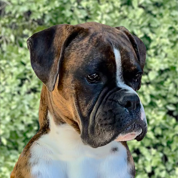gibbs-8months-head Kesdar colour My World, Frankie