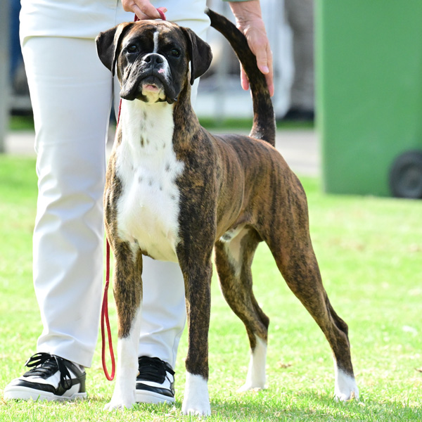 gibbs-front-on-website Kesdar colour My World, Frankie