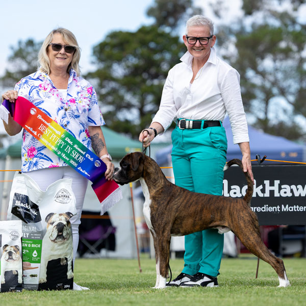 Gibbs-Puppy-In-Show-Greesnsborough