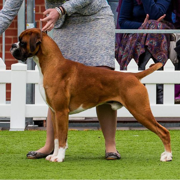 deeks-stud-page-photo Champion Kesdar Red Hot Rumour (Deeks)