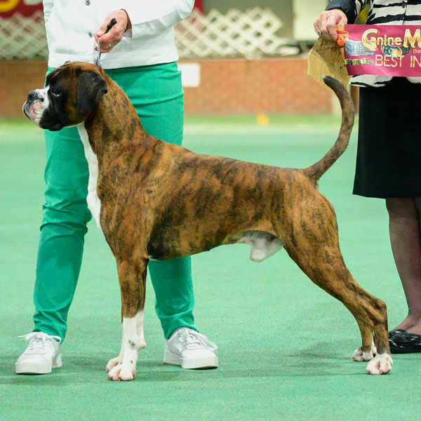 marcus-istud-dog Supreme Champion Kesdar Kindred Spirit.