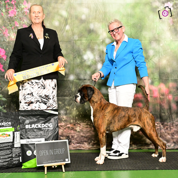 marcus-frankston-june-2026 Champion Kesdar Fifty Shades Darker at Tonmar (Marcus)