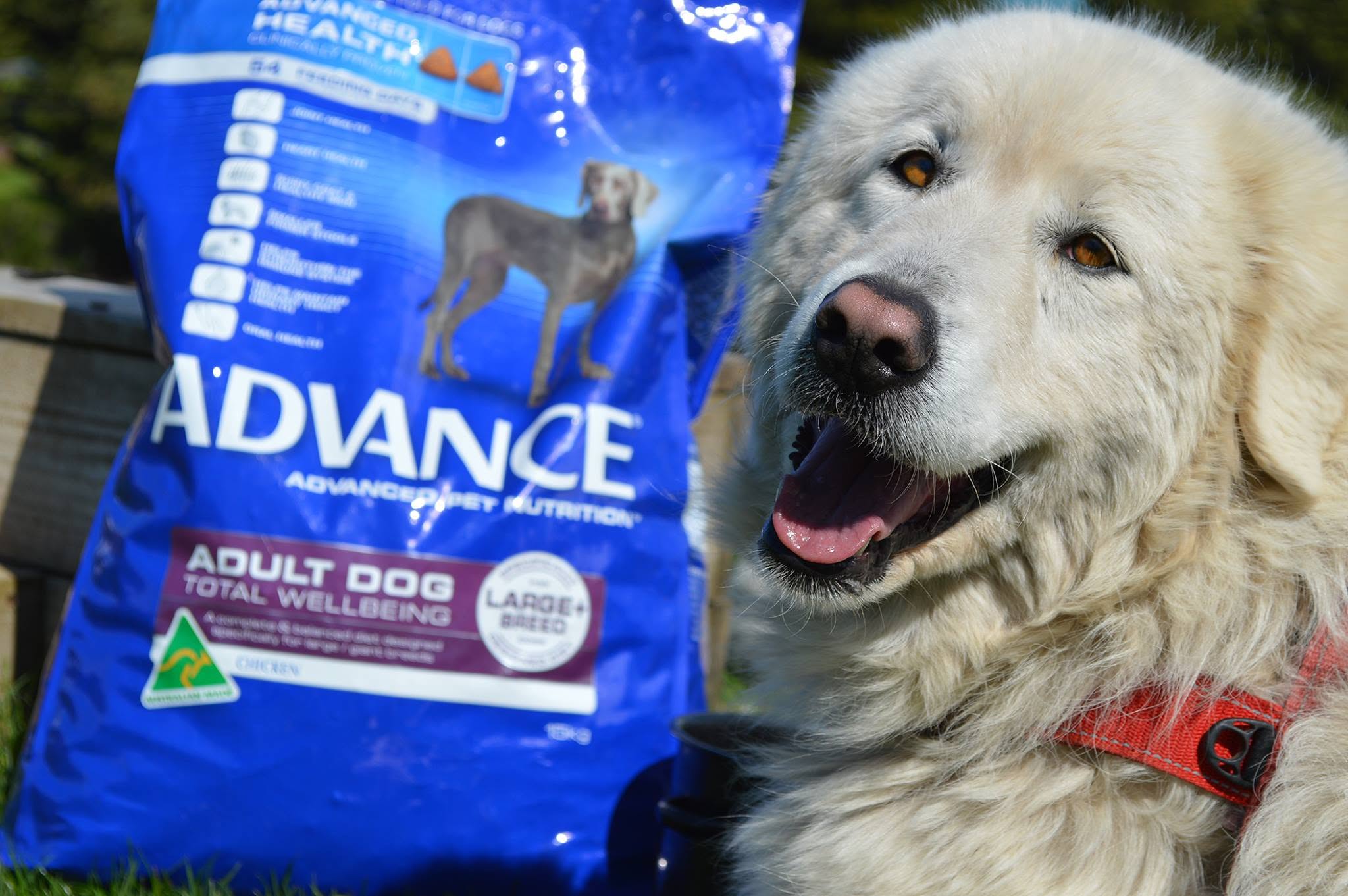 advance-sponsor-post-image